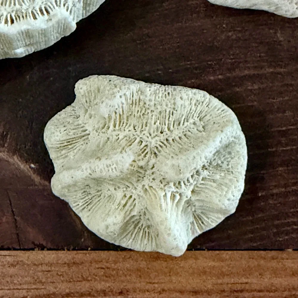 Natural White Brain and Star Coral Fossil Specimen Set 3 Pieces Coastal Decor